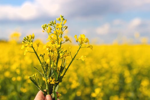 Mustard field blooming yellow. Selective focus. nature.