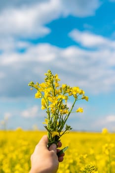 Mustard field blooming yellow. Selective focus. nature.