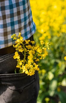 farmer in mustard field. Selective focus. nature.