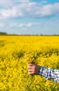 farmer in mustard field. Selective focus. nature.