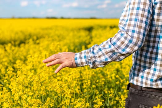farmer in mustard field. Selective focus. nature.