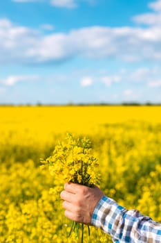 farmer in mustard field. Selective focus. nature.