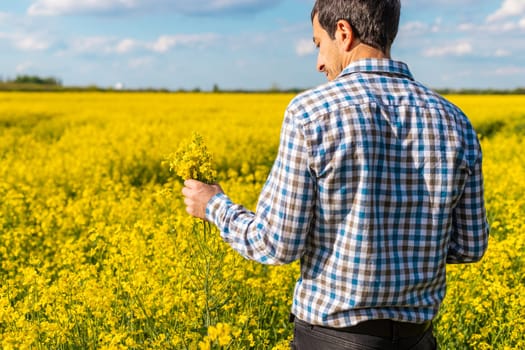 farmer in mustard field. Selective focus. nature.