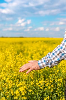 farmer in mustard field. Selective focus. nature.