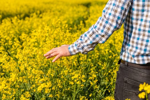 farmer in mustard field. Selective focus. nature.
