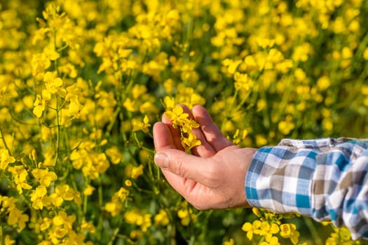 farmer in mustard field. Selective focus. nature.