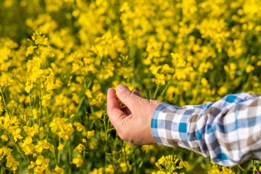 farmer in mustard field. Selective focus. nature.