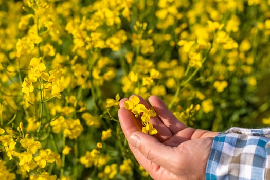 farmer in mustard field. Selective focus. nature.