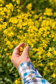 farmer in mustard field. Selective focus. nature.