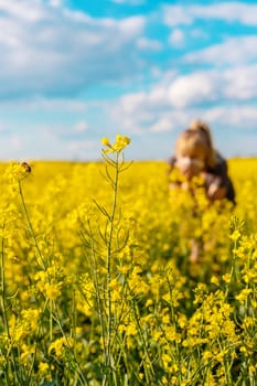 Yellow field flowers allergy. Selective focus. nature.