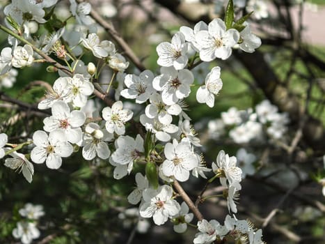 Delicate white cherry blossoms in full bloom against a clear blue sky, a scene of natural beauty and tranquility. Made by a smartphone.