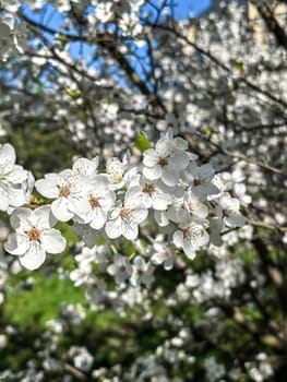 Delicate white cherry blossoms in full bloom against a clear blue sky, a scene of natural beauty and tranquility. Made by a smartphone.