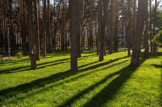 City park with green lawn and evergreen pine trees on a clear day in spring or summer. The pine trunks cast long, deep shadows on the grass.