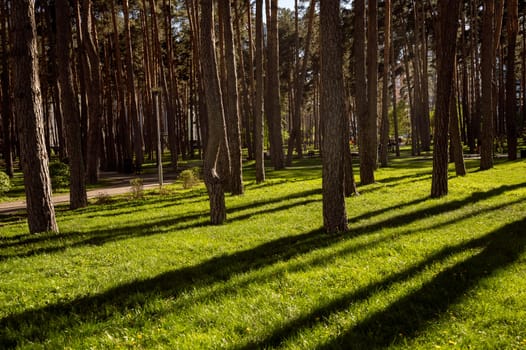 City park with green lawn and pine trees in bright rays of setting sun on a clear day. Rays of sunlight with warm light illuminate the grass space. Walking path is visible through the trees