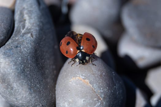 Catch the captivating sight of a ladybug readying for flight, spreading its wings atop round stones, captured in dynamic detail through a macro lens, with a softly blurred background evoking a sense of movement and anticipation