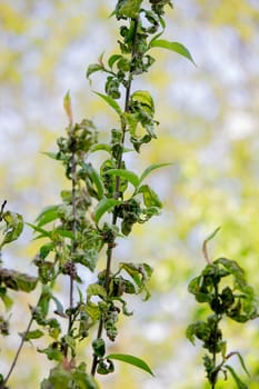 Sick leaves on the peach tree. Taphrina deformans