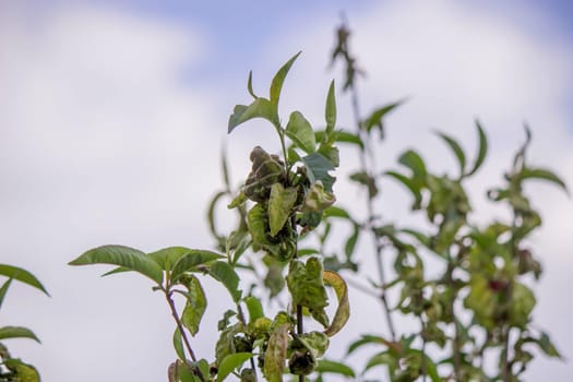Sick leaves on the peach tree. Taphrina deformans