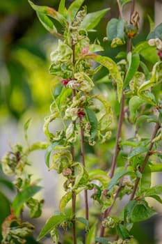 Sick leaves on the peach tree. Taphrina deformans
