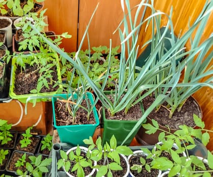 Garlic and tomato seedlings in plastic containers. Selective focus.