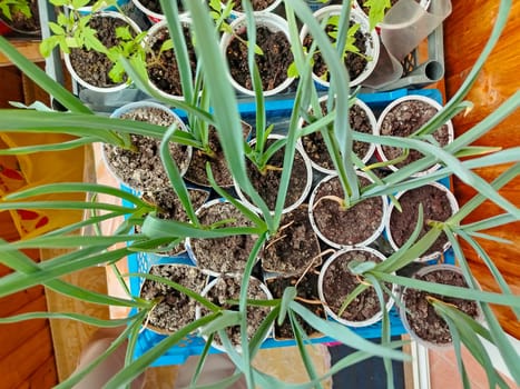 Top view of garlic seedlings in plastic containers. Selective focus.