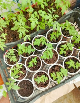 Top view of tomato seedlings in plastic containers. Farming concept, seasonal product.