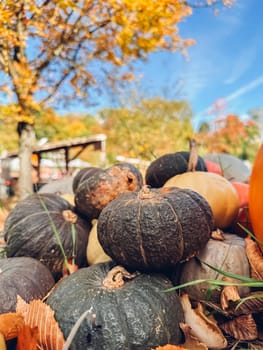 Pile of pumpkins with some of them being black. There are also some yellow pumpkins