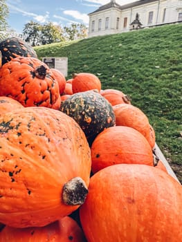 Large pile of pumpkins, some of which are green, sit on a grassy hill. The pumpkins are of various sizes and colors, with some being larger and more prominent than others