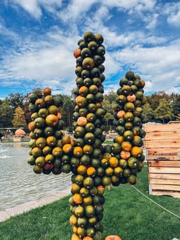 Large cactus is covered in oranges. The cactus is in a park. There are many oranges on the cactus
