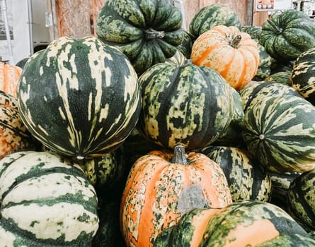 Pile of pumpkins with green stripes. Some are orange and some are green. There are many of them
