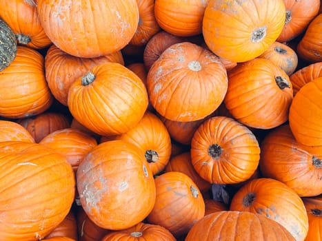 Pile of orange pumpkins. Some are small and some are large. They are all orange