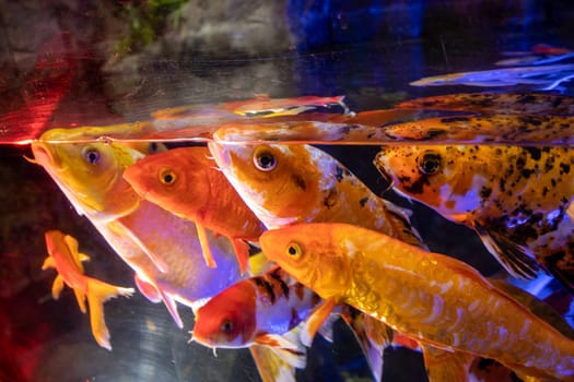 Lots of colorful aquarium fish. Aquarium oceanarium colorful sea panorama landscape.