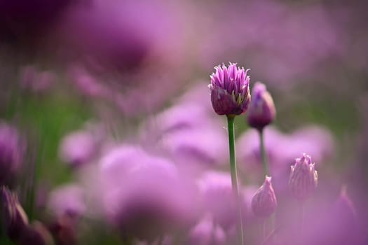 Landscape with purple chives flowers. Summer sunny day with sun, blue sky and colorful nature background.