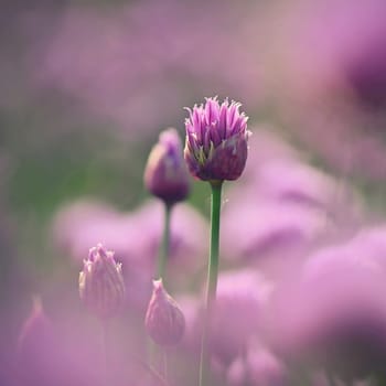 Landscape with purple chives flowers. Summer sunny day with sun, blue sky and colorful nature background.