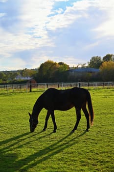 A beautiful horse is grazing on a green meadow on a sunny day. Concept for animals and nature
