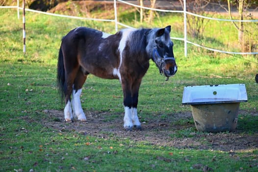 A beautiful horse is grazing on a green meadow on a sunny day. Concept for animals and nature
