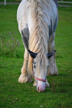 A beautiful horse is grazing on a green meadow on a sunny day. Concept for animals and nature
