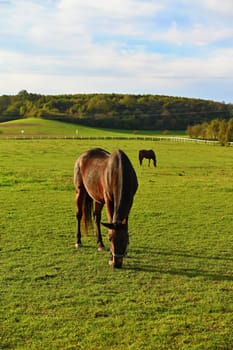 A beautiful horse is grazing on a green meadow on a sunny day. Concept for animals and nature
