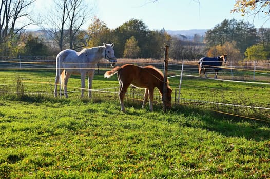 A beautiful horse is grazing on a green meadow on a sunny day. Concept for animals and nature

