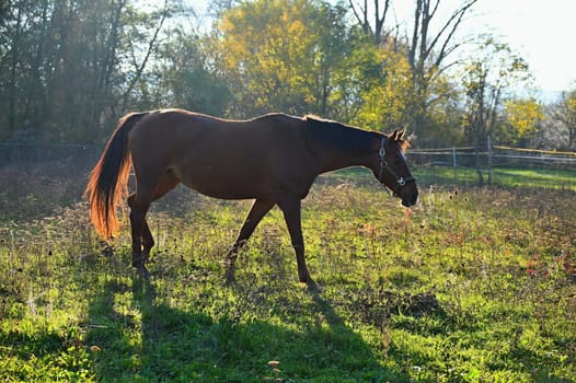 A beautiful horse is grazing on a green meadow on a sunny day. Concept for animals and nature
