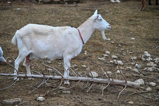 Beautiful goats on the farm. Concept for animals and agriculture
