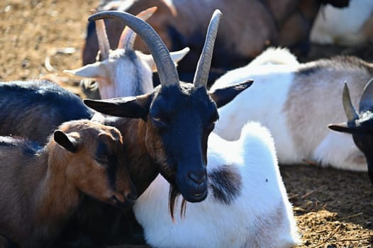 Beautiful goats on the farm. Concept for animals and agriculture
