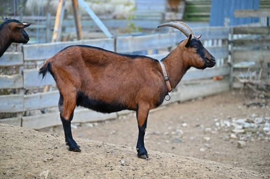 Beautiful goats on the farm. Concept for animals and agriculture
