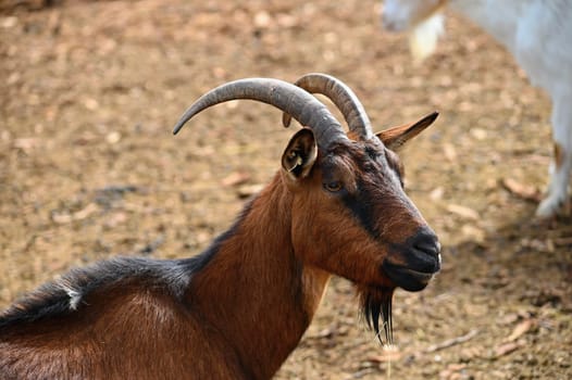Beautiful goats on the farm. Concept for animals and agriculture
