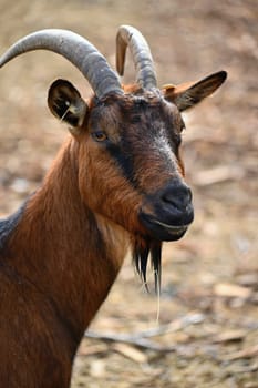 Beautiful goats on the farm. Concept for animals and agriculture
