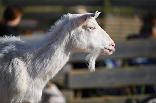 Beautiful goats on the farm. Concept for animals and agriculture
