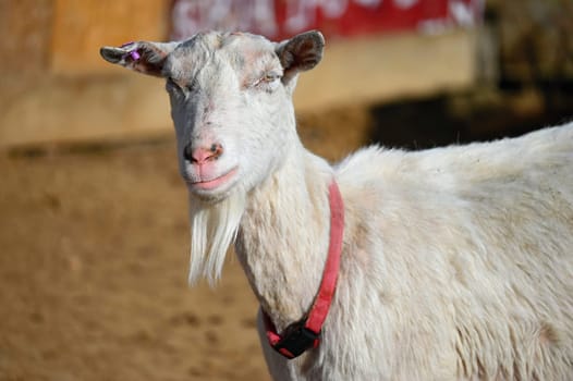 Beautiful goats on the farm. Concept for animals and agriculture

