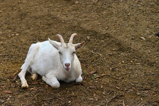 Beautiful goats on the farm. Concept for animals and agriculture
