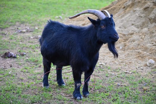 Beautiful goats on the farm. Concept for animals and agriculture
