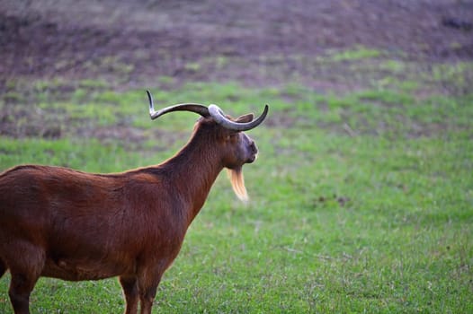 Beautiful goats on the farm. Concept for animals and agriculture
