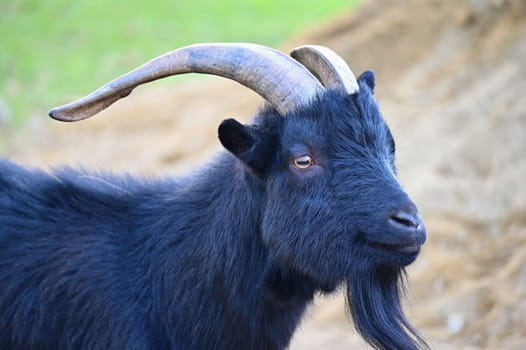 Beautiful goats on the farm. Concept for animals and agriculture
